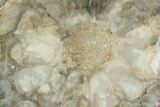 Petrified Seed Fern (Rhexoxylon) Slab - Zimbabwe #124229-1